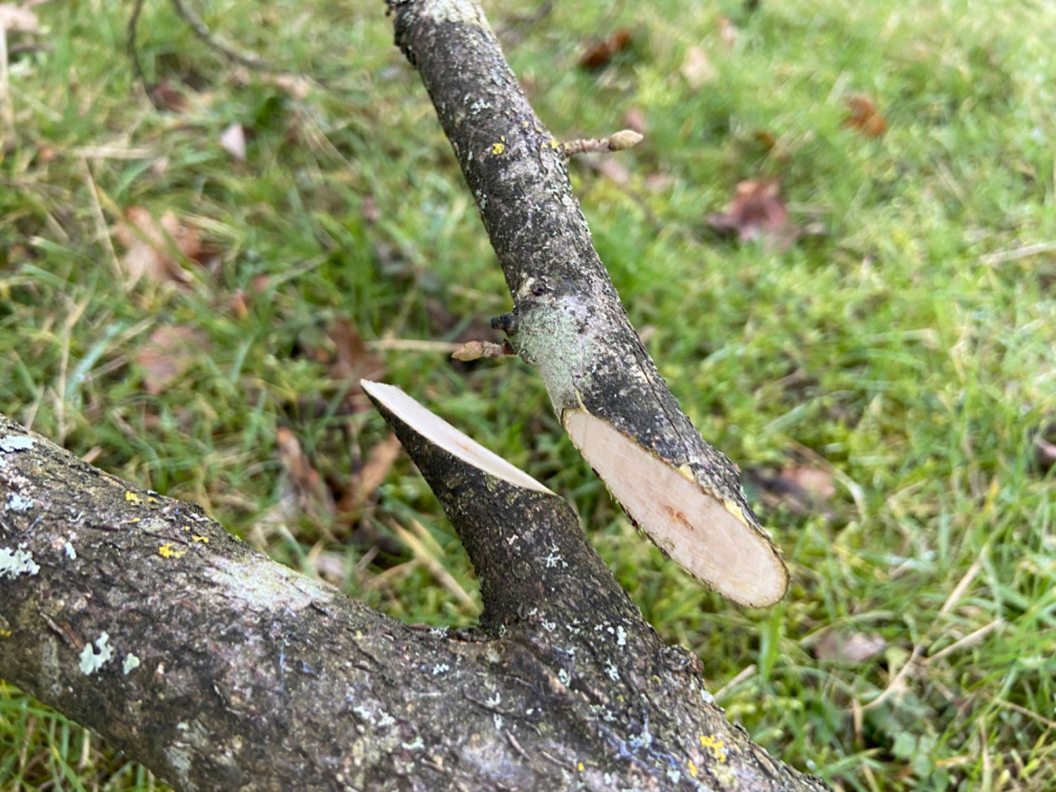 BMC Chopra Machete 'Dune' image 6